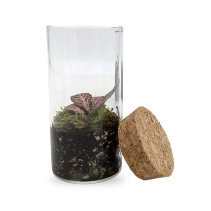 Mini Terrariums Aqua Essentials