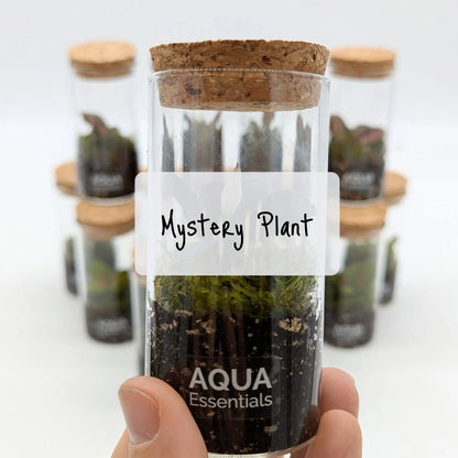 Mini Terrariums Aqua Essentials