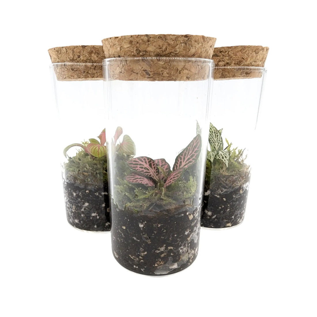 Mini Terrariums Aqua Essentials