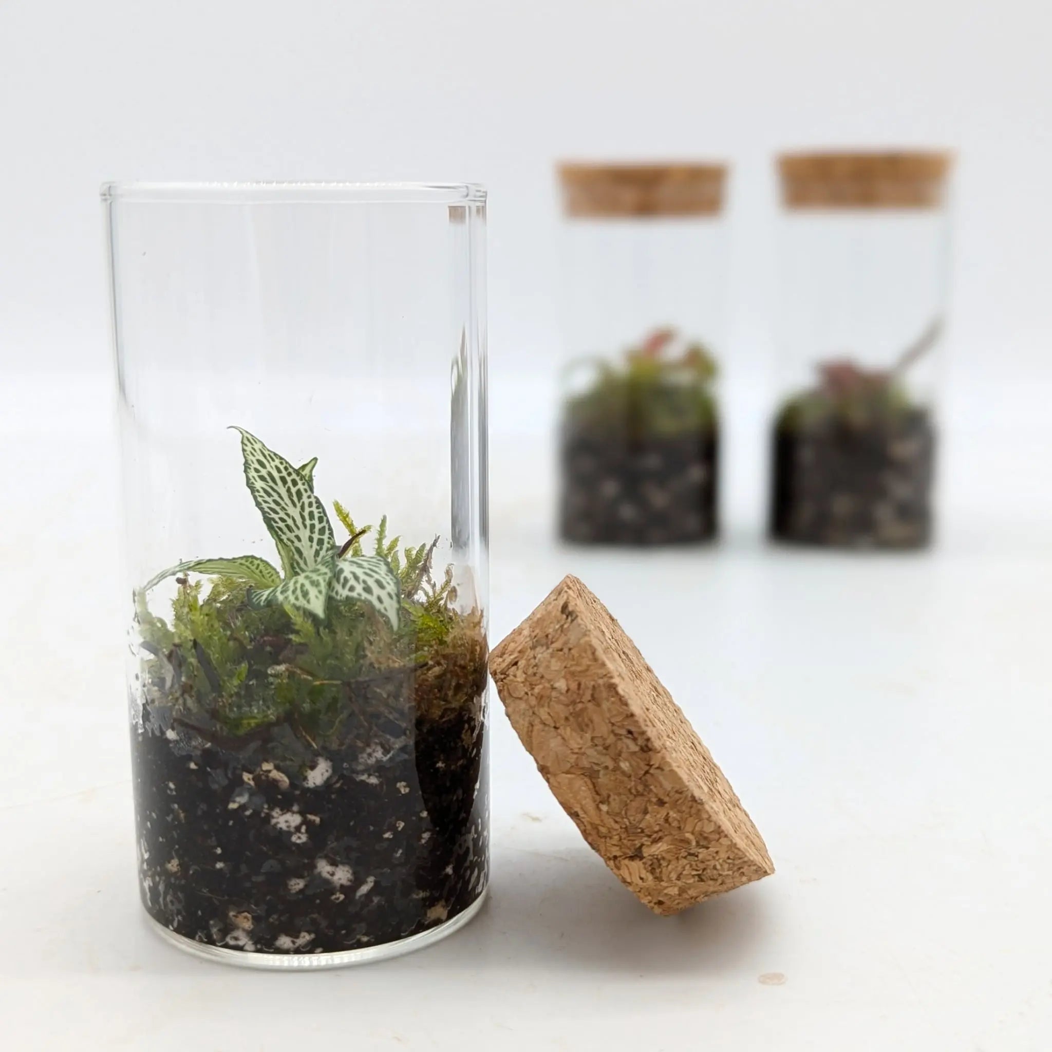 Mini Terrariums Aqua Essentials