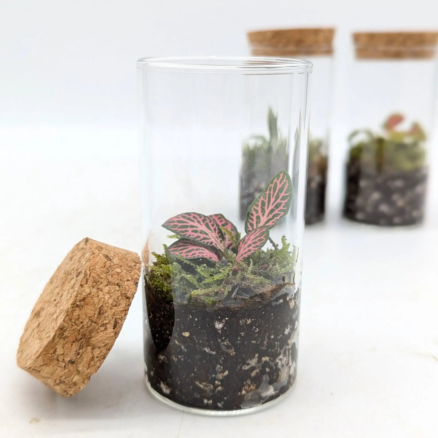 Mini Terrariums Aqua Essentials