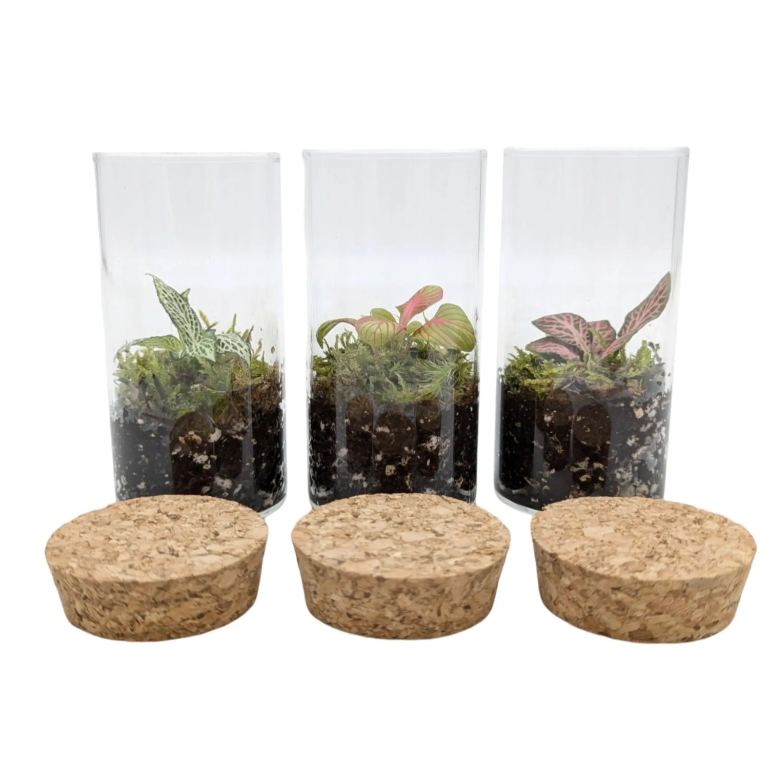 Mini Terrariums Aqua Essentials