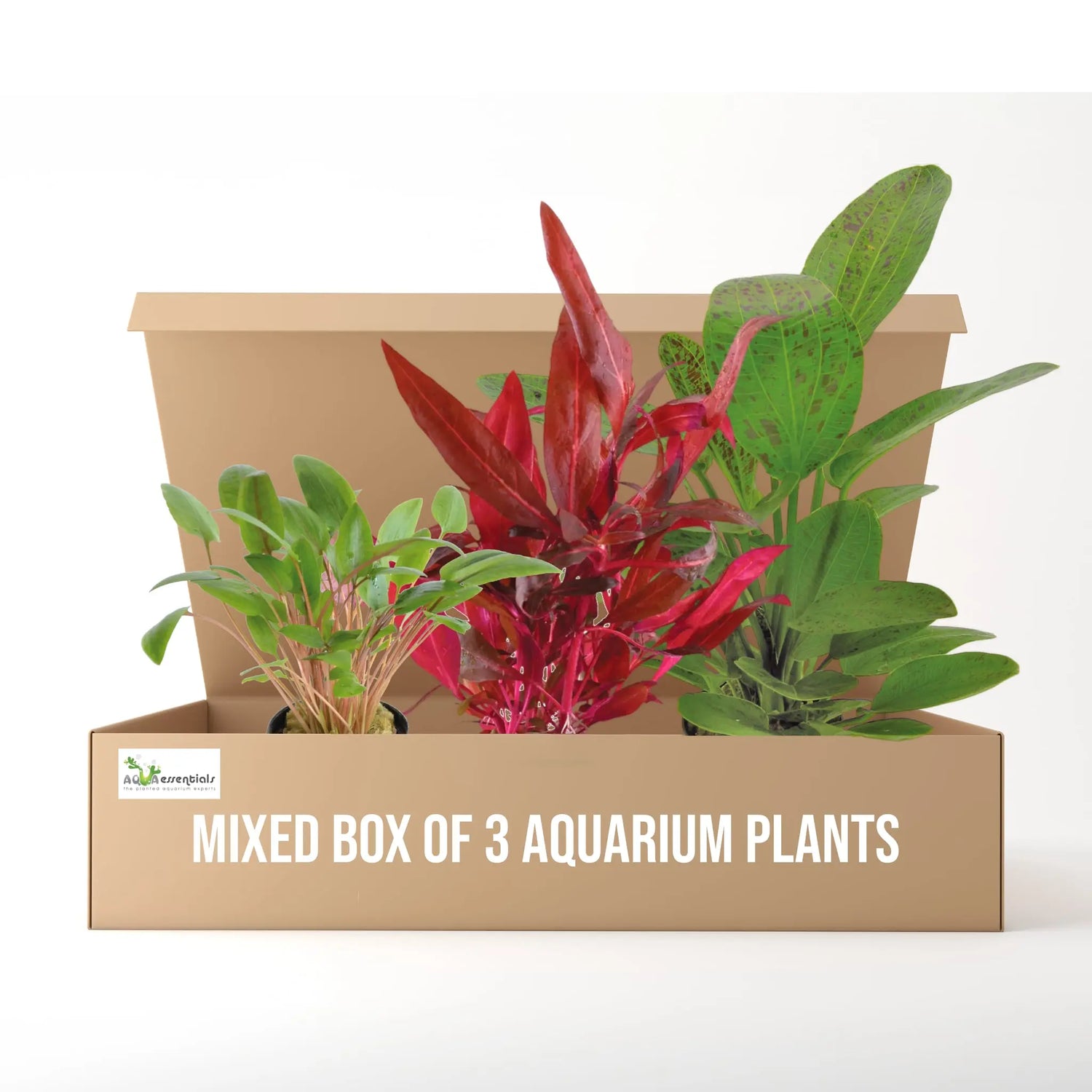 Mixed Box of 3 Aquarium Plants - Subscription only Aqua Essentials