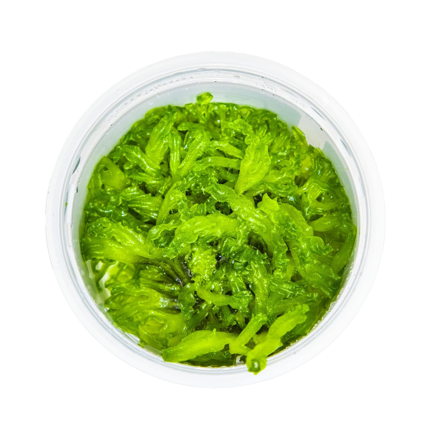 Tropica Monosolenium tenerum 1-2-Grow!