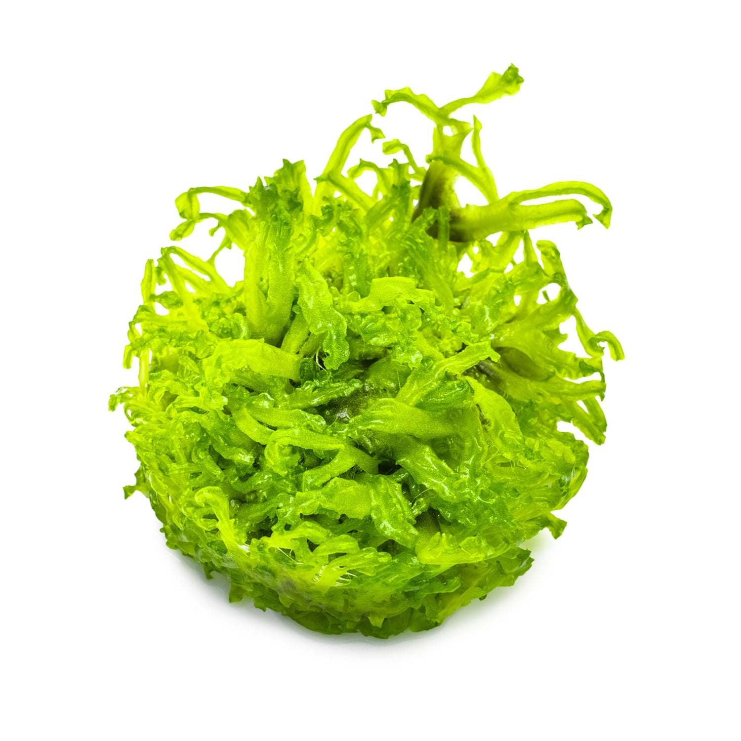 Tropica Monosolenium tenerum 1-2-Grow!