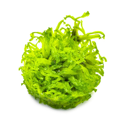 Tropica Monosolenium tenerum 1-2-Grow!