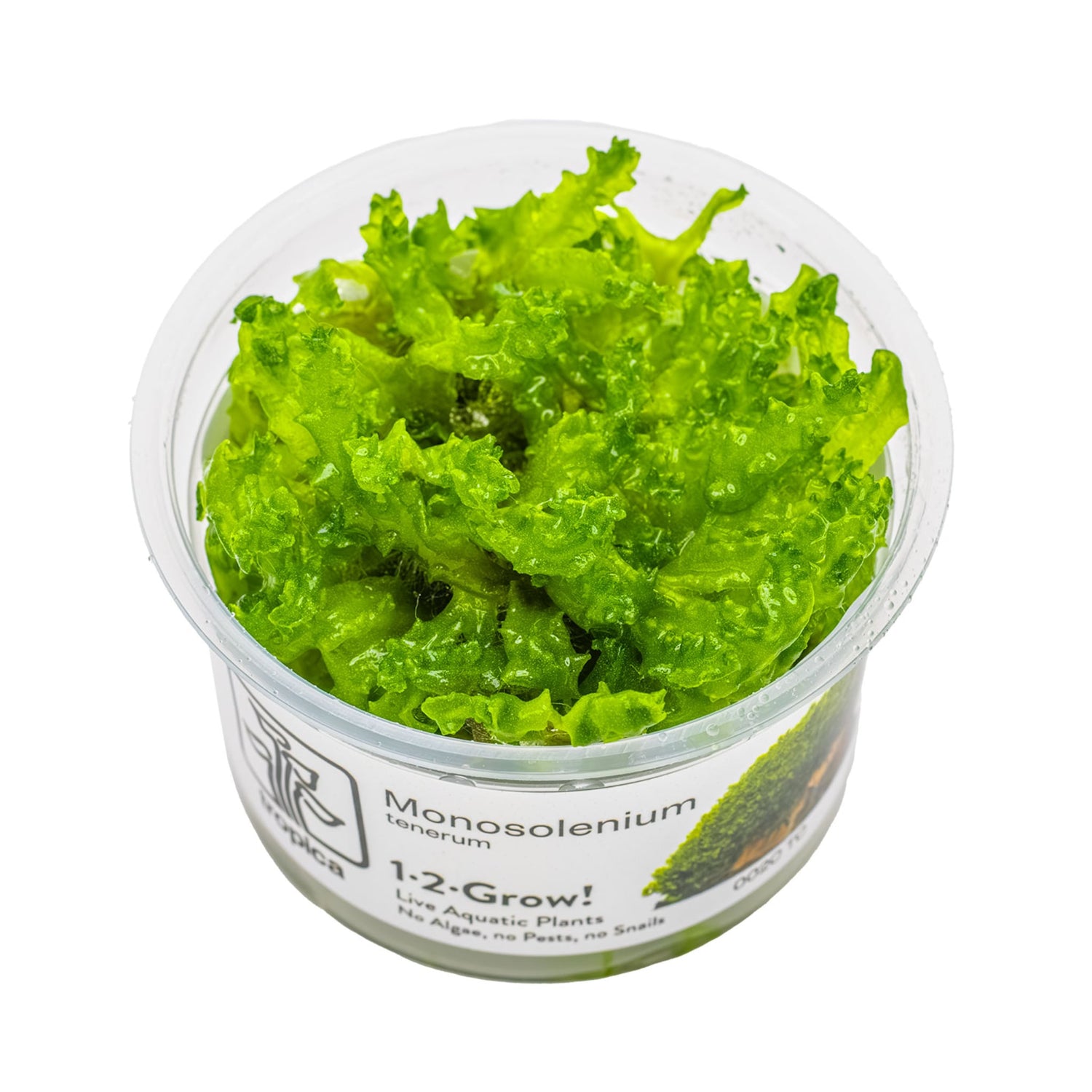Tropica Monosolenium tenerum 1-2-Grow!