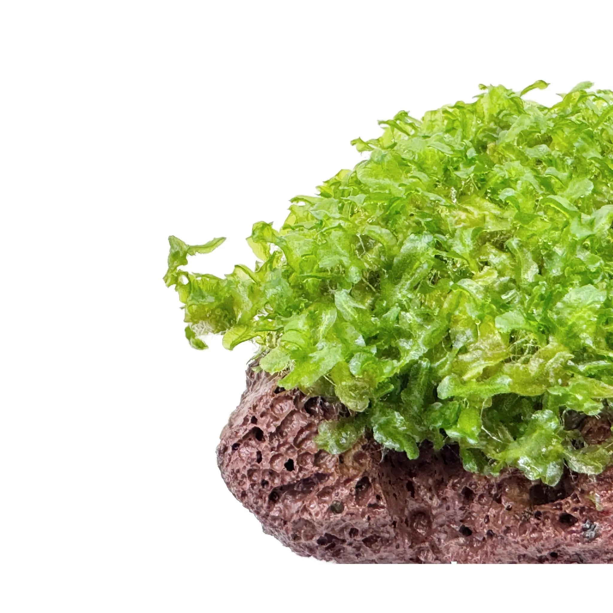 Monosolenium tenerum on Lava Aqua Essentials
