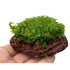 Monosolenium tenerum on Lava Aqua Essentials