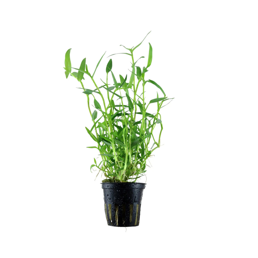Murdannia keisak Tropica