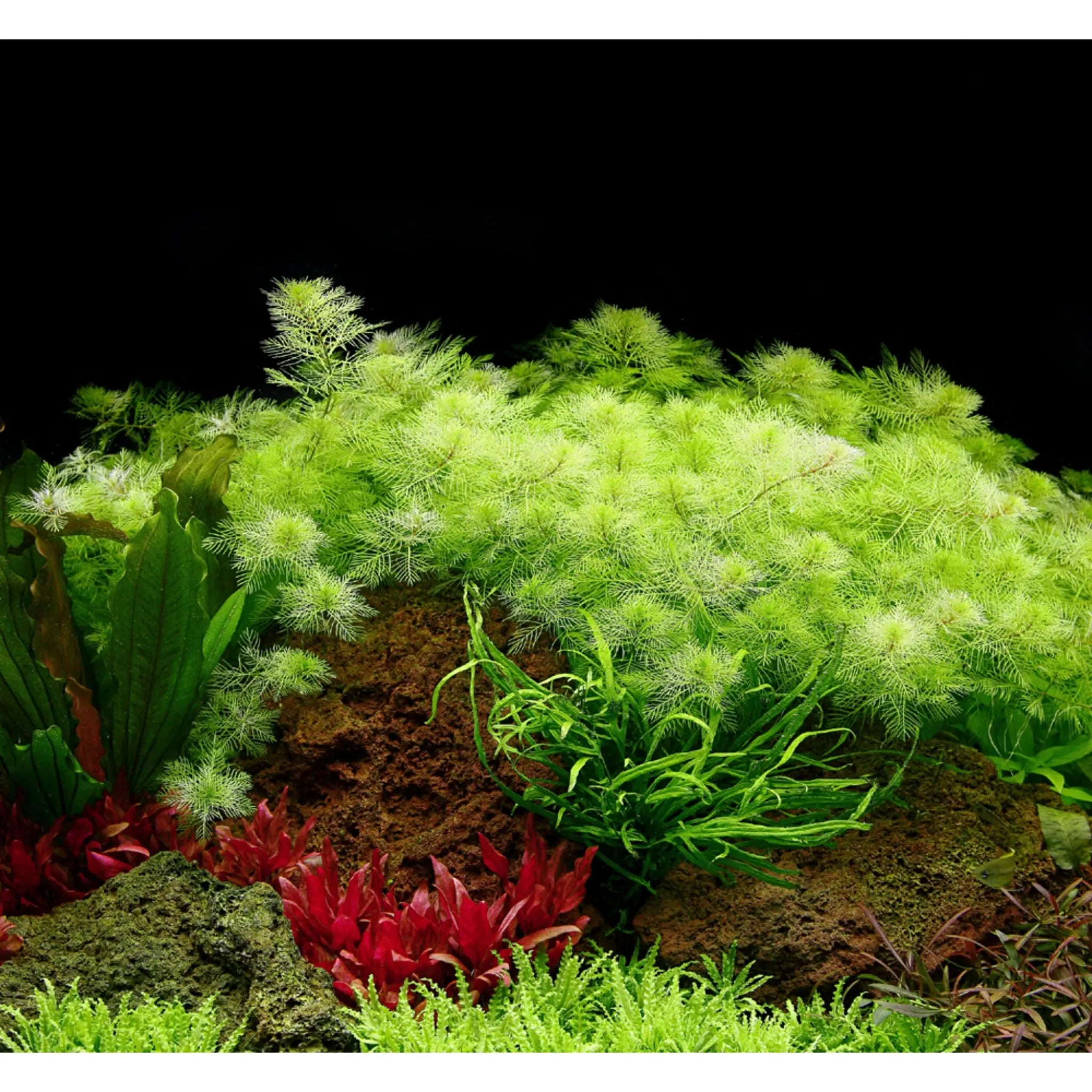 Myriophyllum mattogrossense - Aqua Essentials