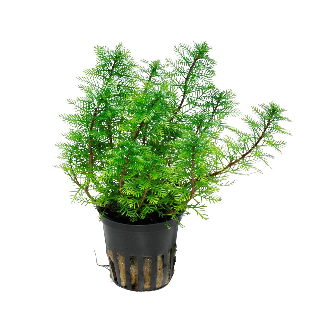 Myriophyllum mattogrossense Tropica