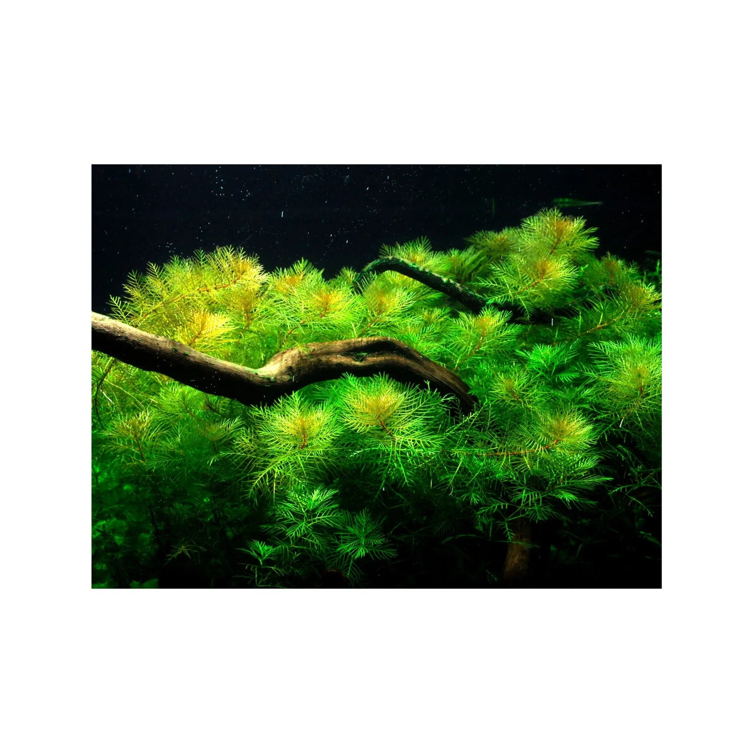 Myriophyllum mattogrossense Tropica