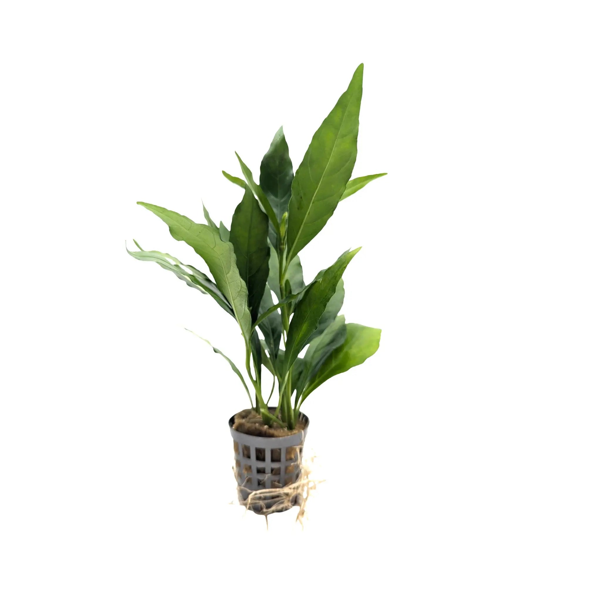 Nomaphila stricta fleur Aquafleur