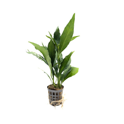 Nomaphila stricta fleur Aquafleur