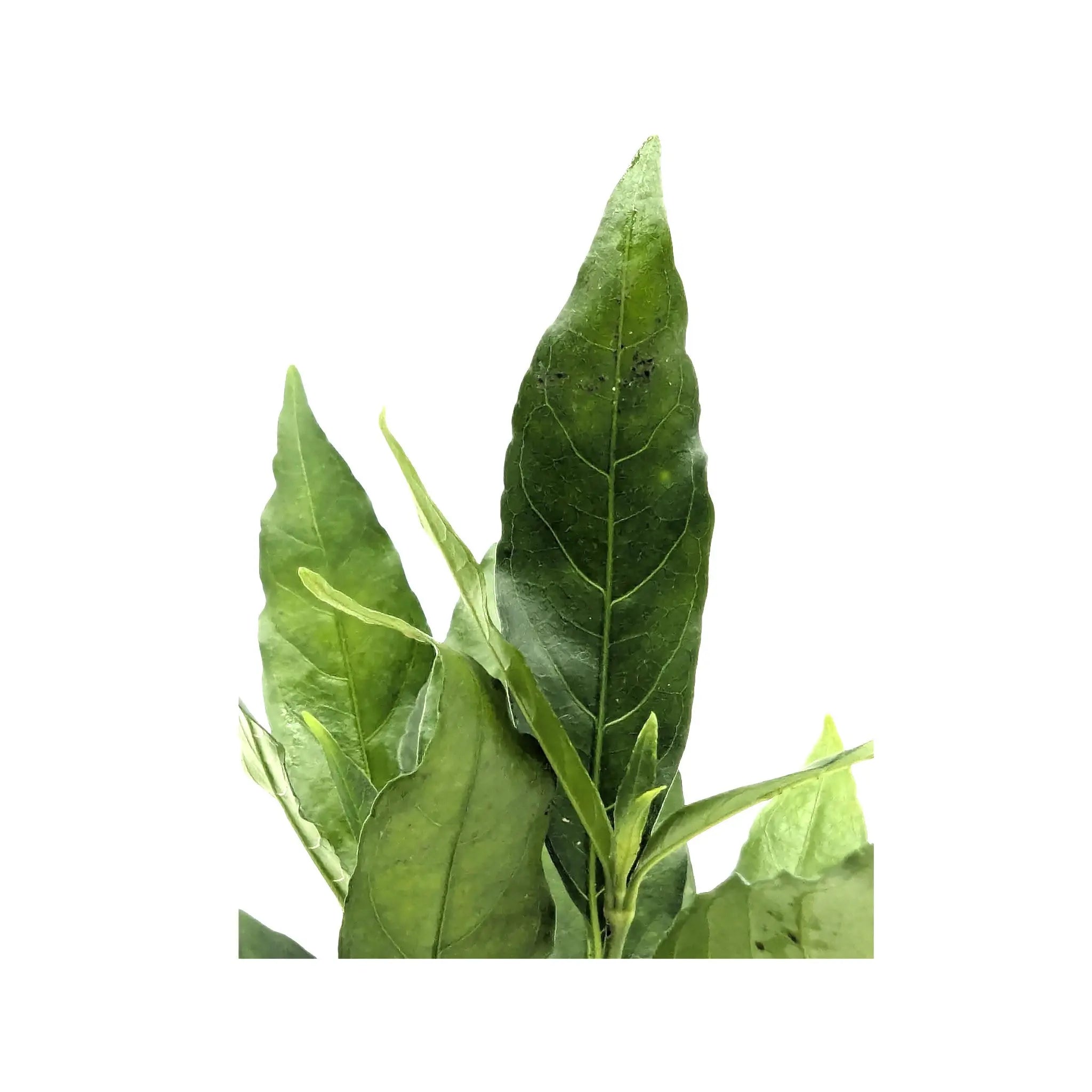 Nomaphila stricta fleur Aquafleur