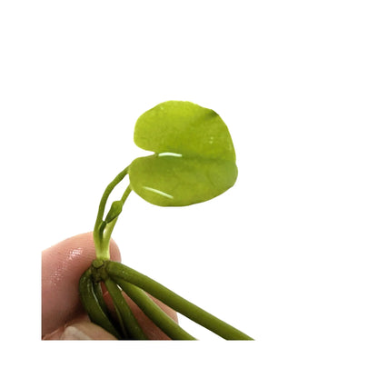 Nymphoides aquatica Banana Plant Bulb | Easy Aquarium Plant Aqua Essentials