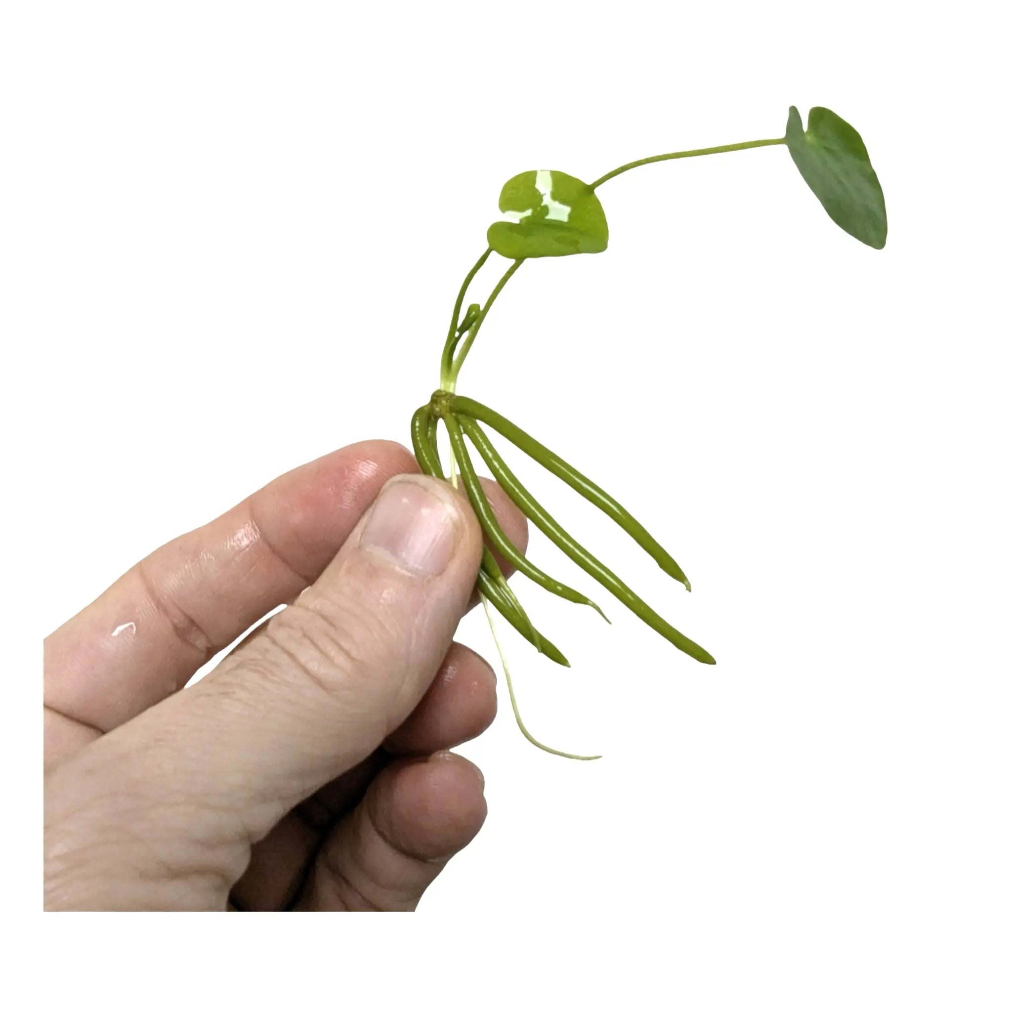 Nymphoides aquatica Banana Plant Bulb | Easy Aquarium Plant Aqua Essentials