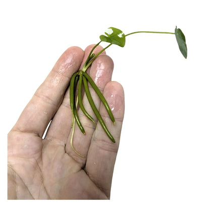 Nymphoides aquatica Banana Plant Bulb | Easy Aquarium Plant Aqua Essentials