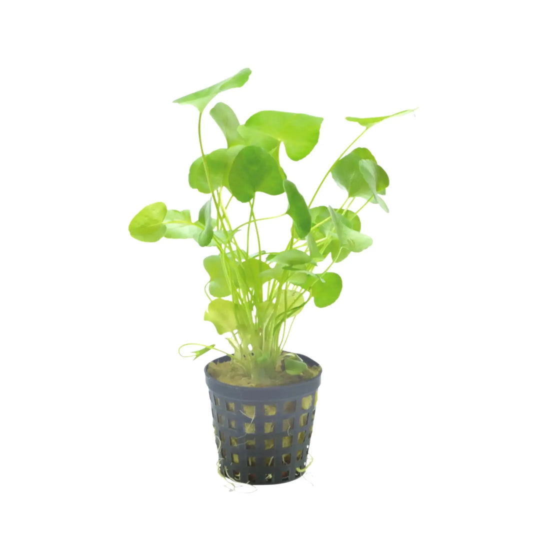 Nymphoides sp Taiwan Aquafleur