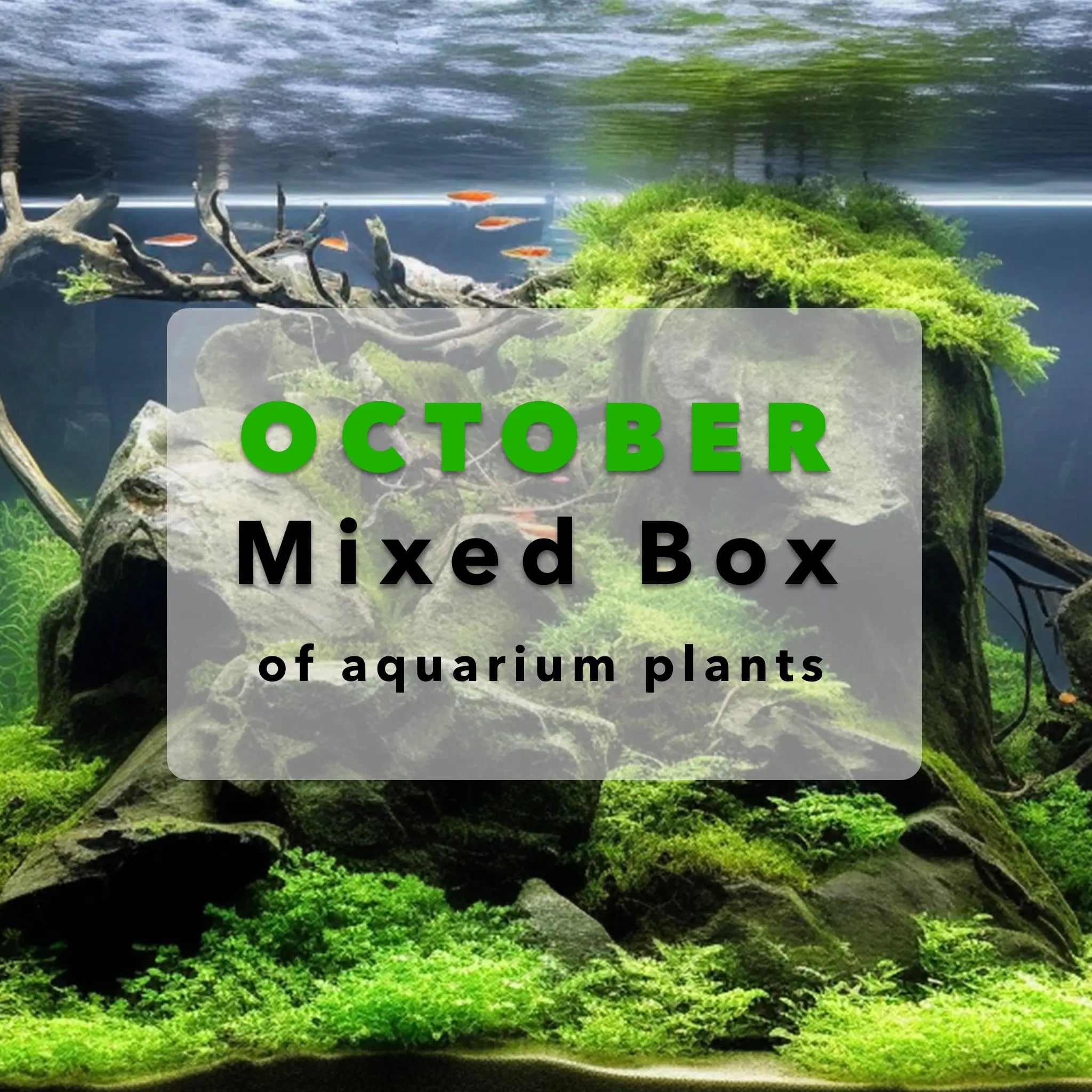 October Mixed Box Of Aquarium Plants 🌱 Aqua Essentials