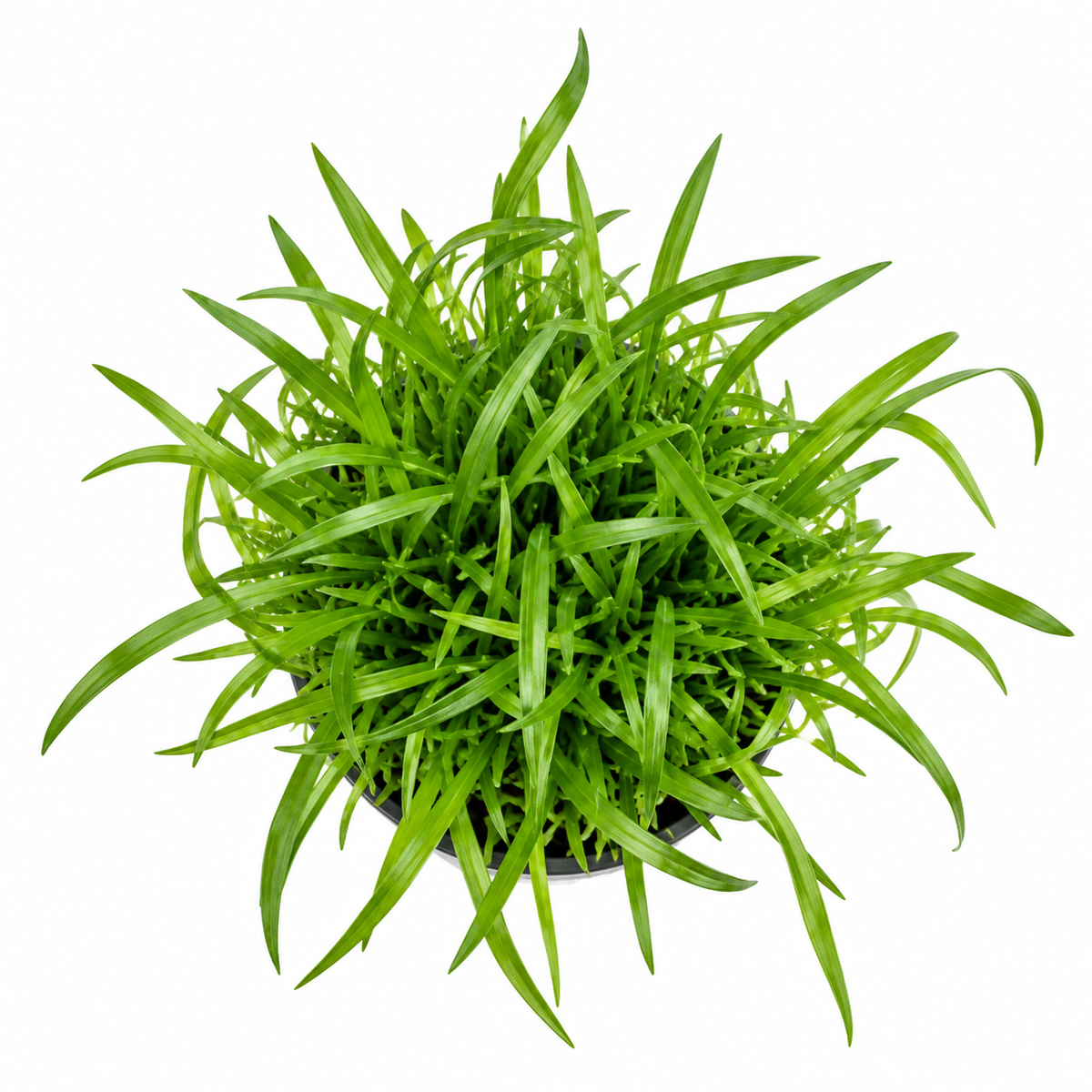 Lilaeopsis novae-zelandiae