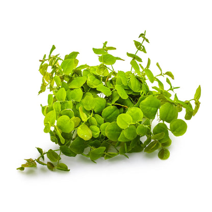 Tropica Phyllanthus fluitans 1-2-Grow!