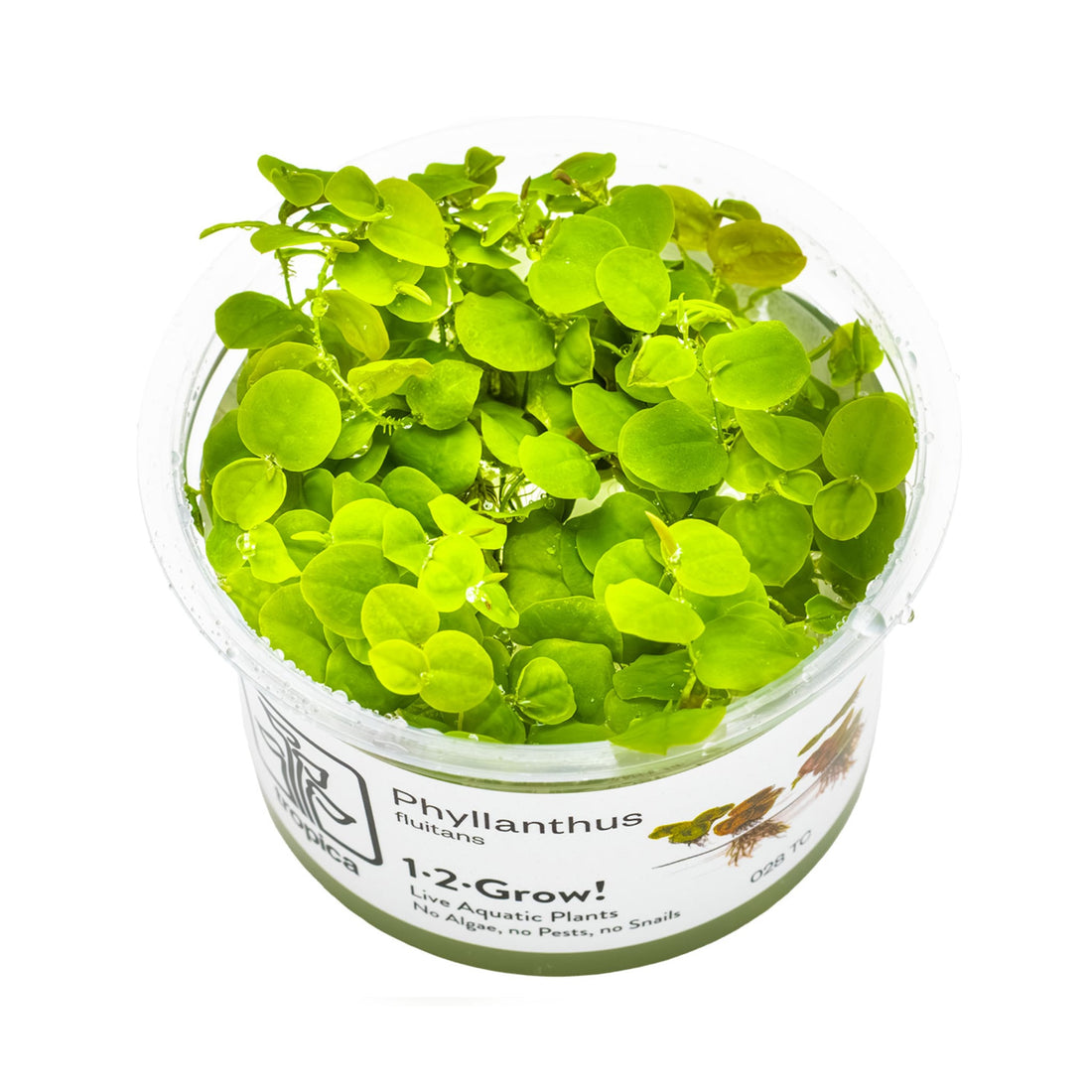 Tropica Phyllanthus fluitans 1-2-Grow!