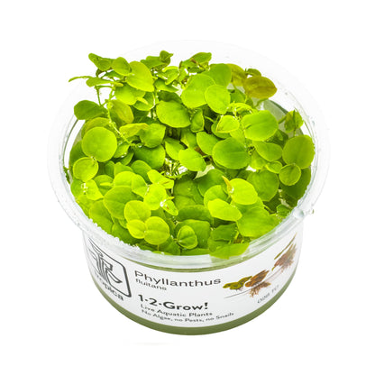 Tropica Phyllanthus fluitans 1-2-Grow!