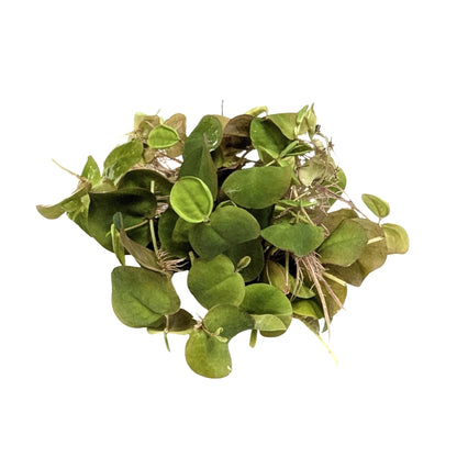 Red Root Floater (Phyllanthus fluitans) - Algae Preventer