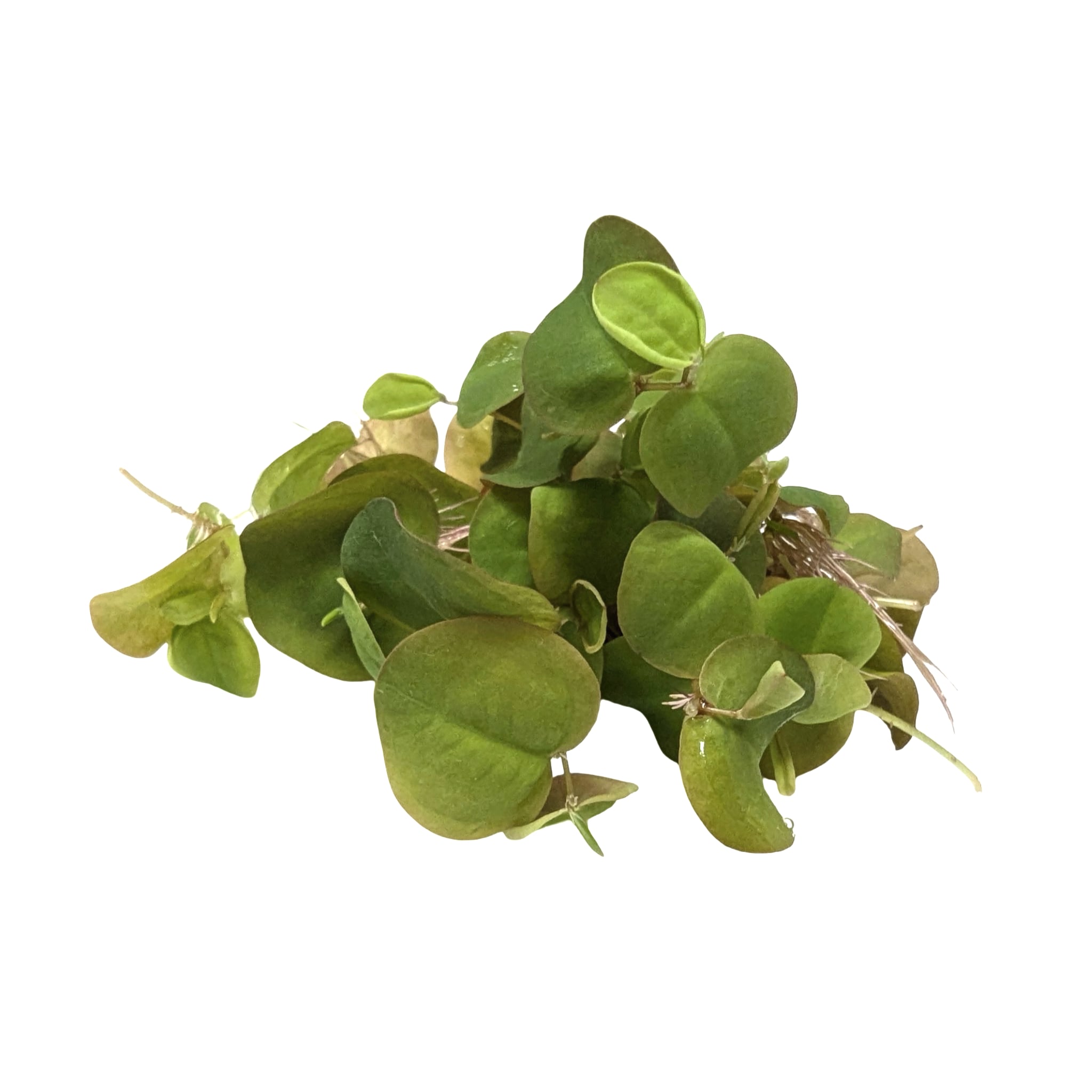 Red Root Floater (Phyllanthus fluitans) - Algae Preventer