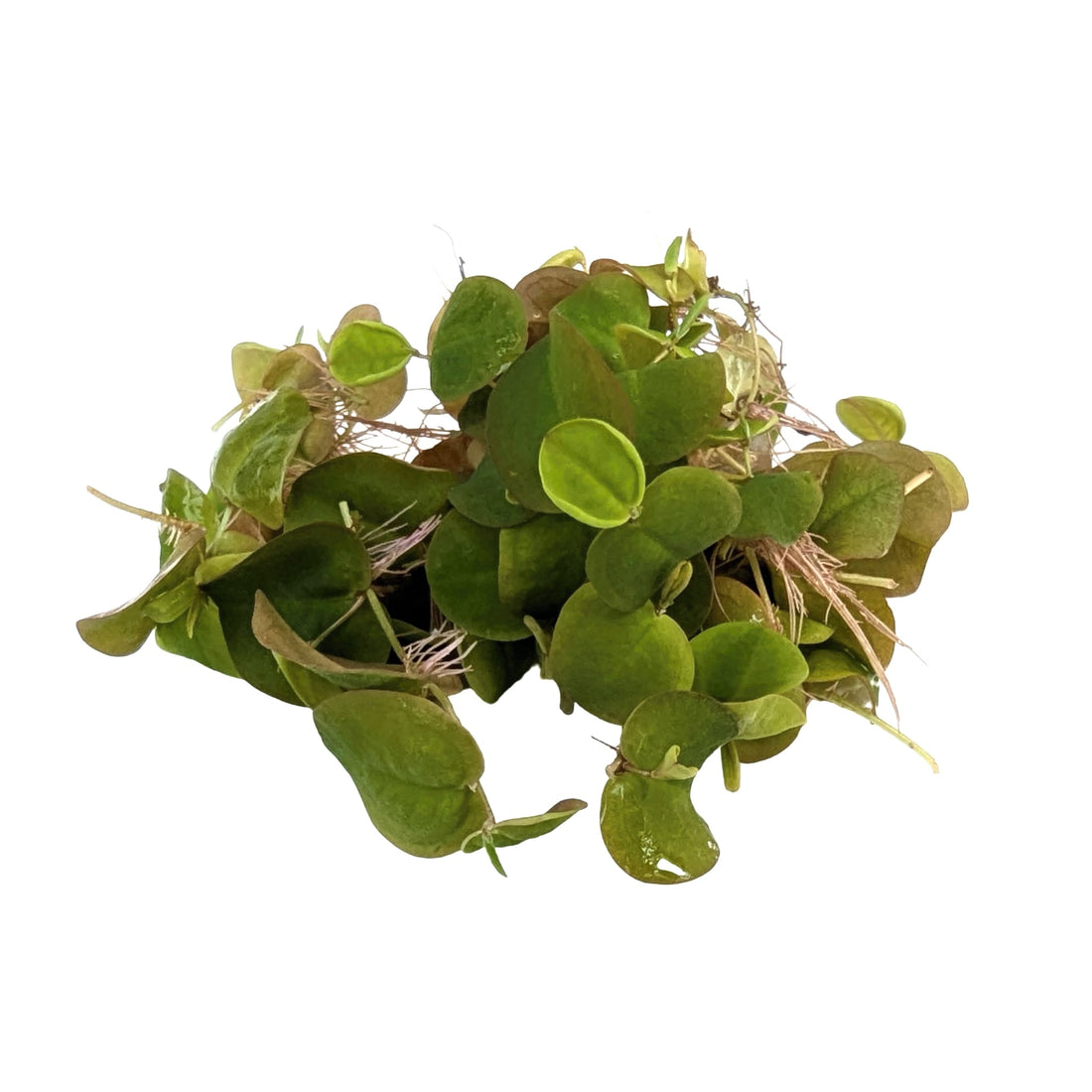 Green leafy plant on a white background