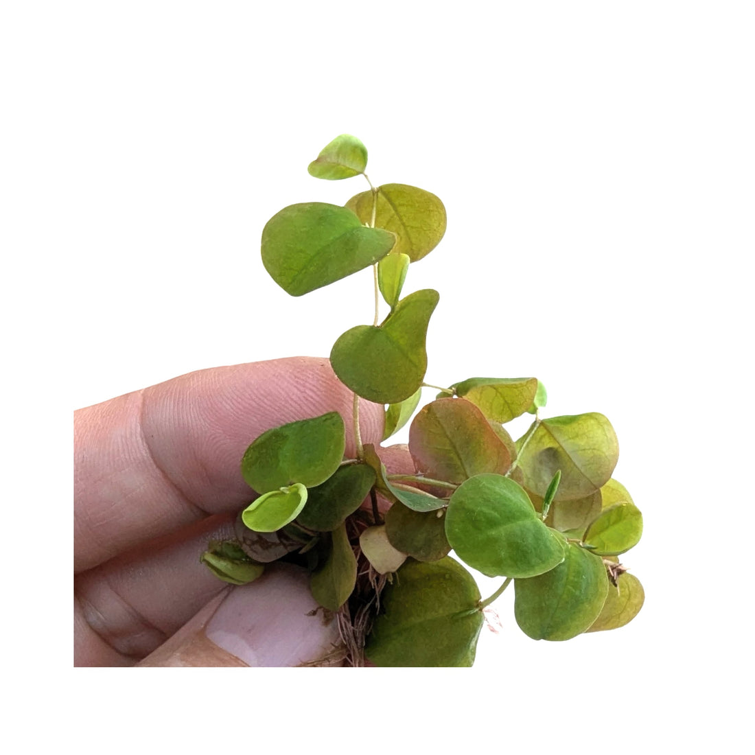 Red Root Floater (Phyllanthus fluitans) - Algae Preventer