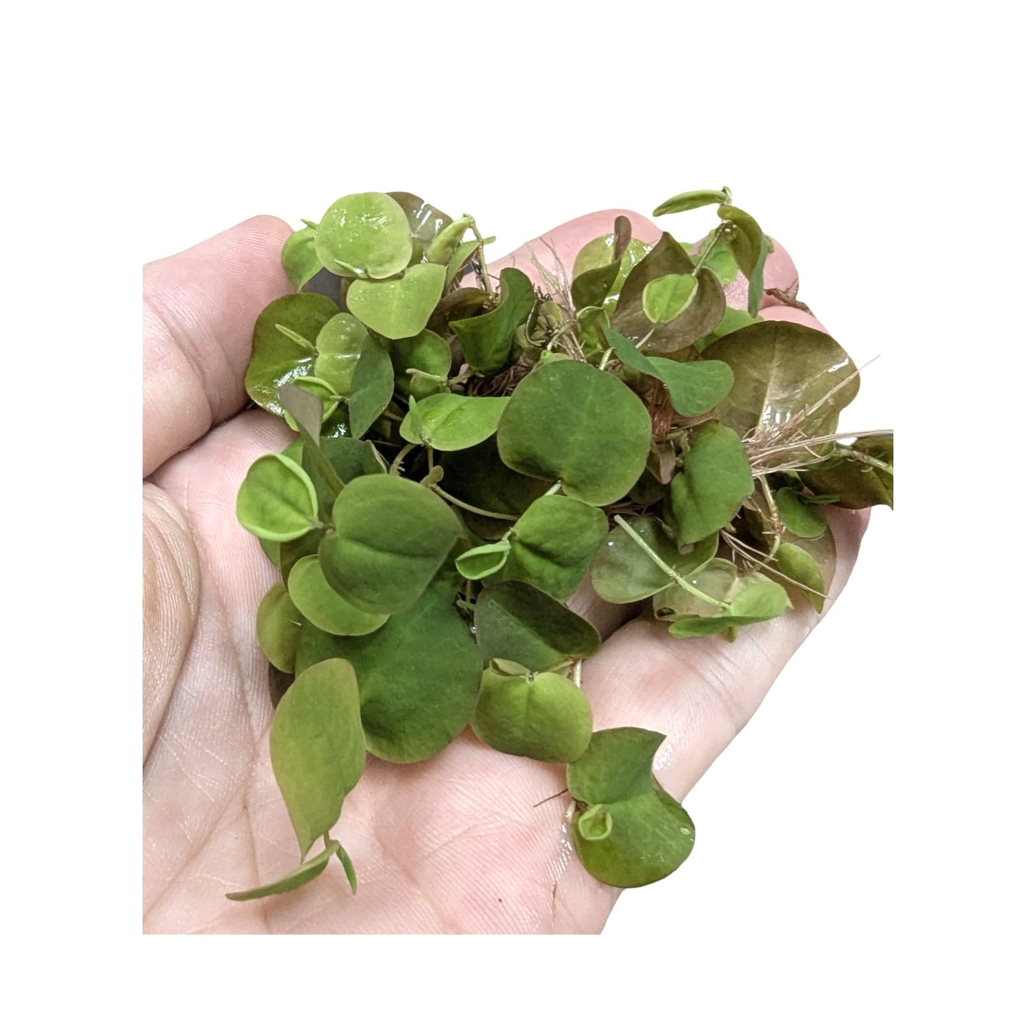 Red Root Floater (Phyllanthus fluitans) - Algae Preventer