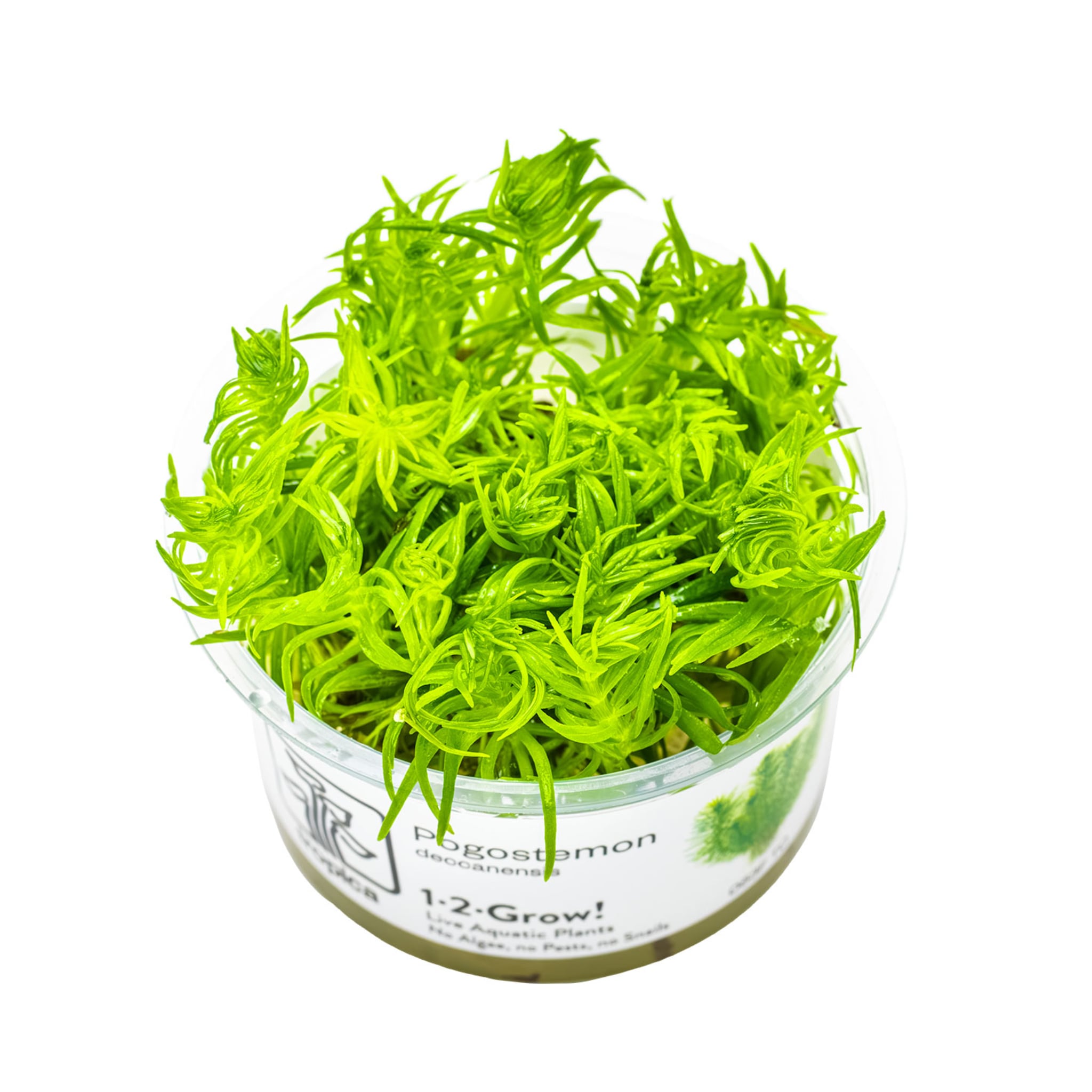 Tropica Pogostemon deccanensis 1-2-GROW!