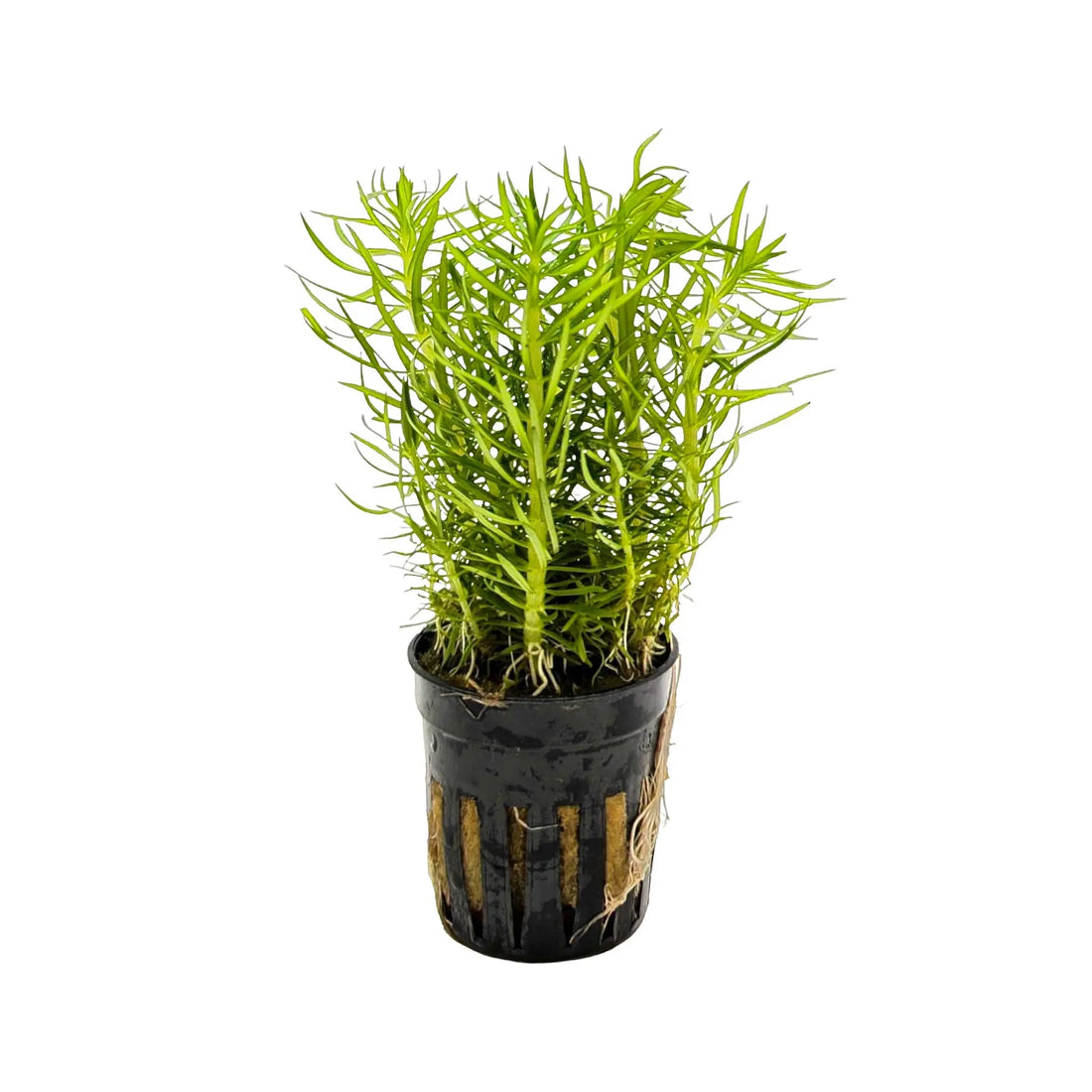 Pogostemon erectus Aquafleur