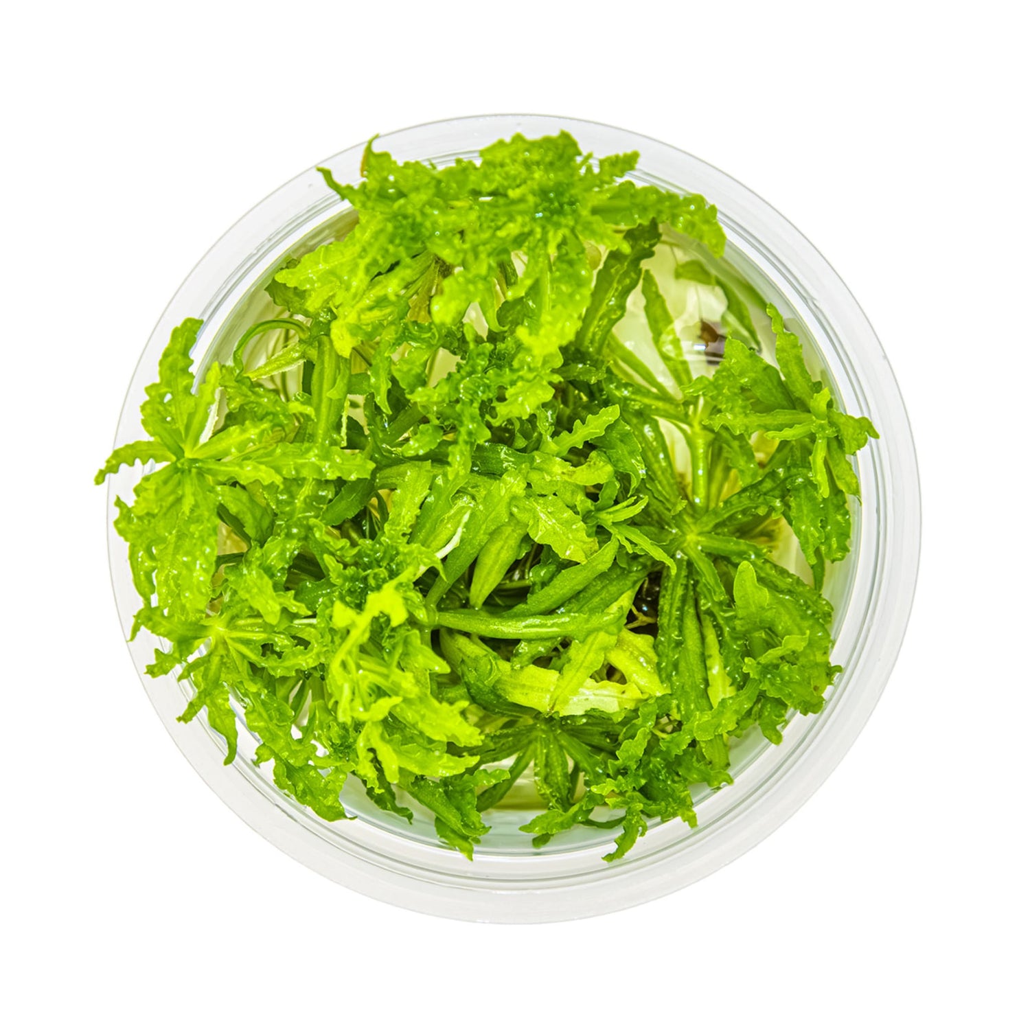 Tropica Pogostemon helferi 1-2-GROW!