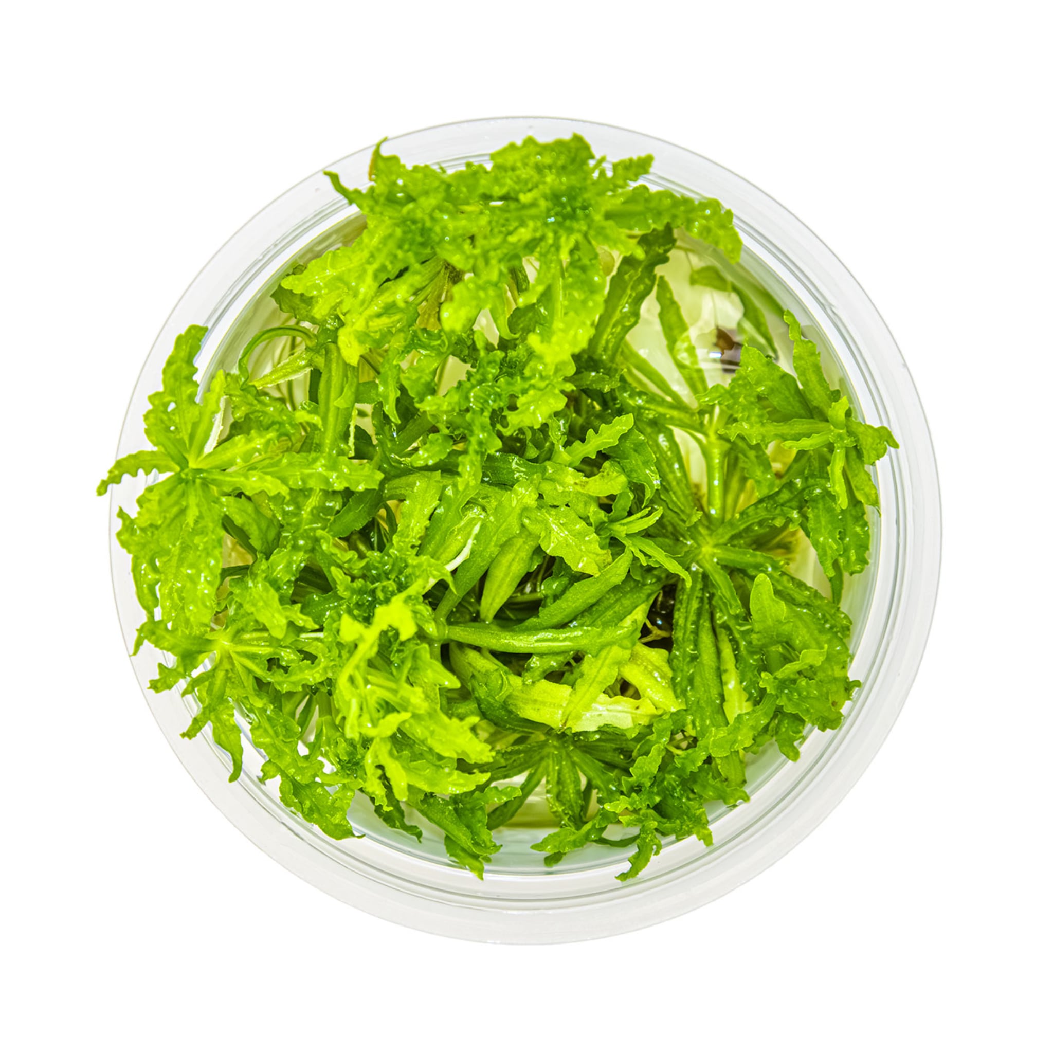 Tropica Pogostemon helferi 1-2-GROW!