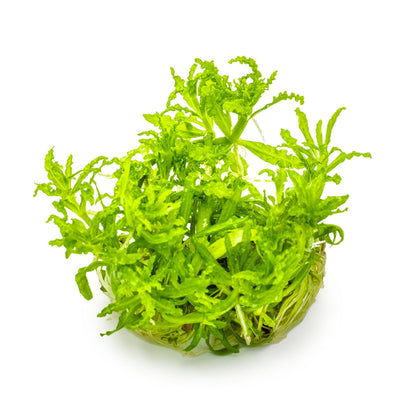 Tropica Pogostemon helferi 1-2-GROW!