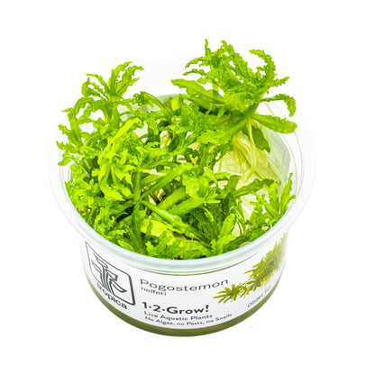 Tropica Pogostemon helferi 1-2-GROW!
