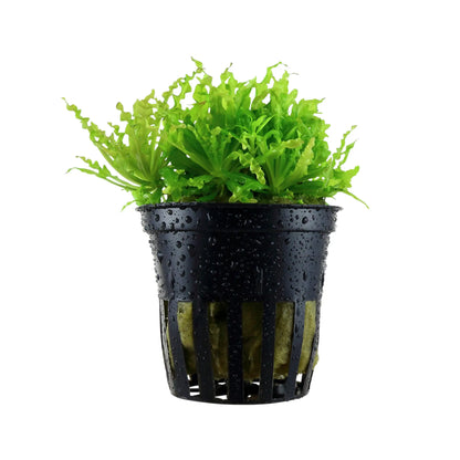 Pogostemon helferi (Little Star) Aquafleur