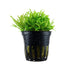 Pogostemon helferi (Little Star) Aquafleur