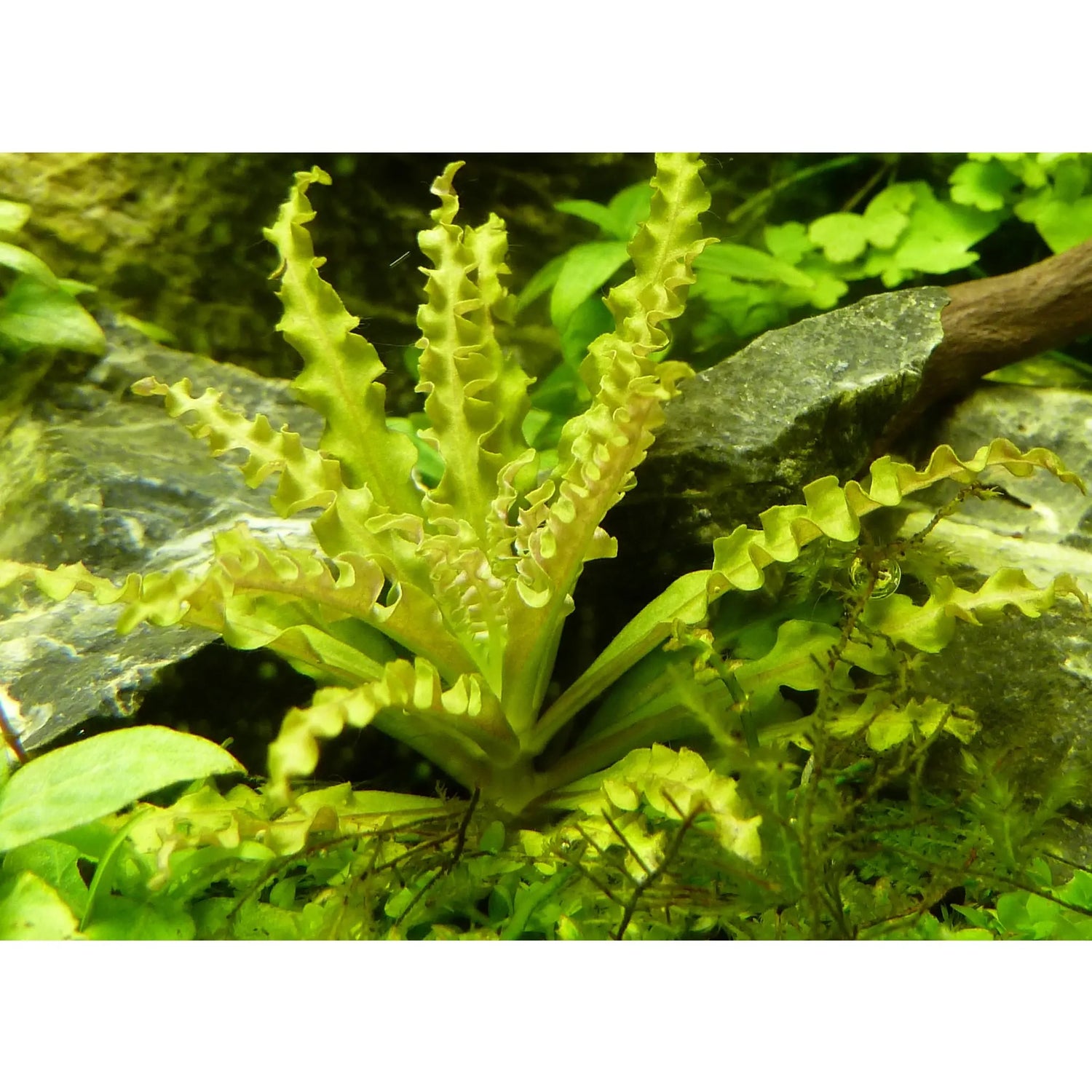 Pogostemon helferi on lava stone Tropica