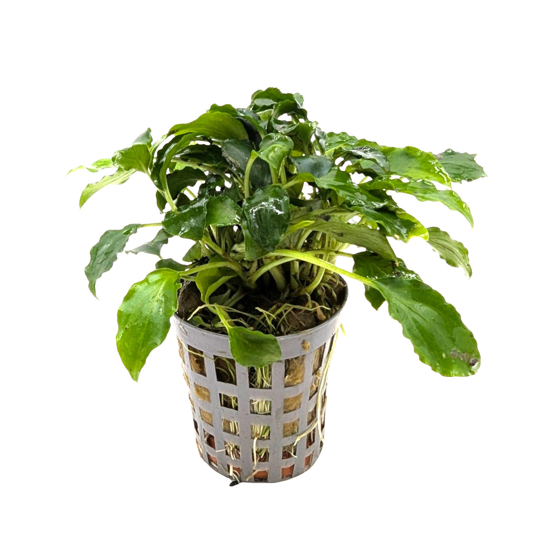 Schismatoglottis prietoi