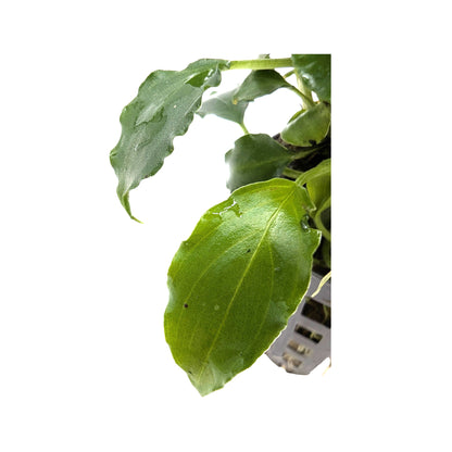 Schismatoglottis prietoi