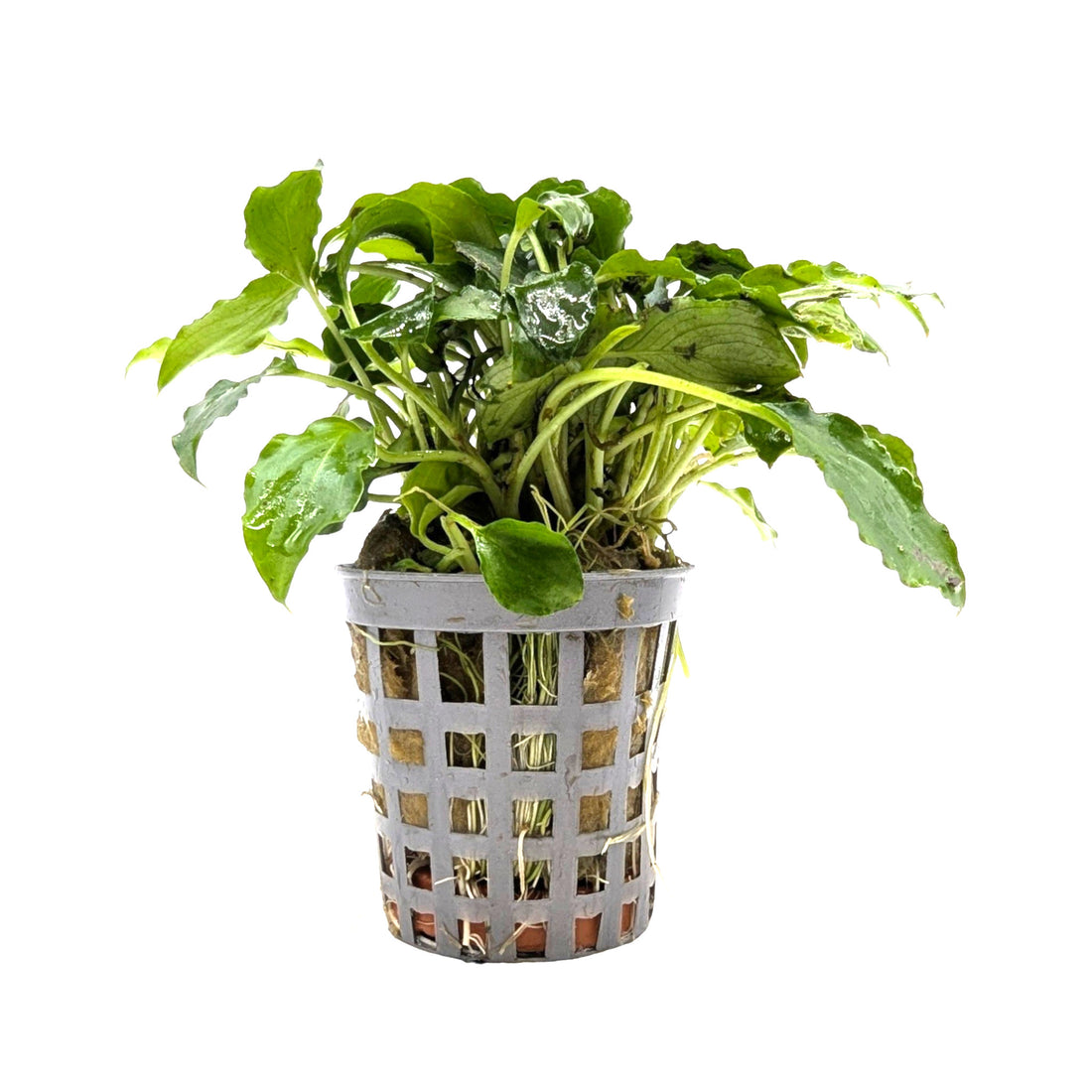 Schismatoglottis prietoi