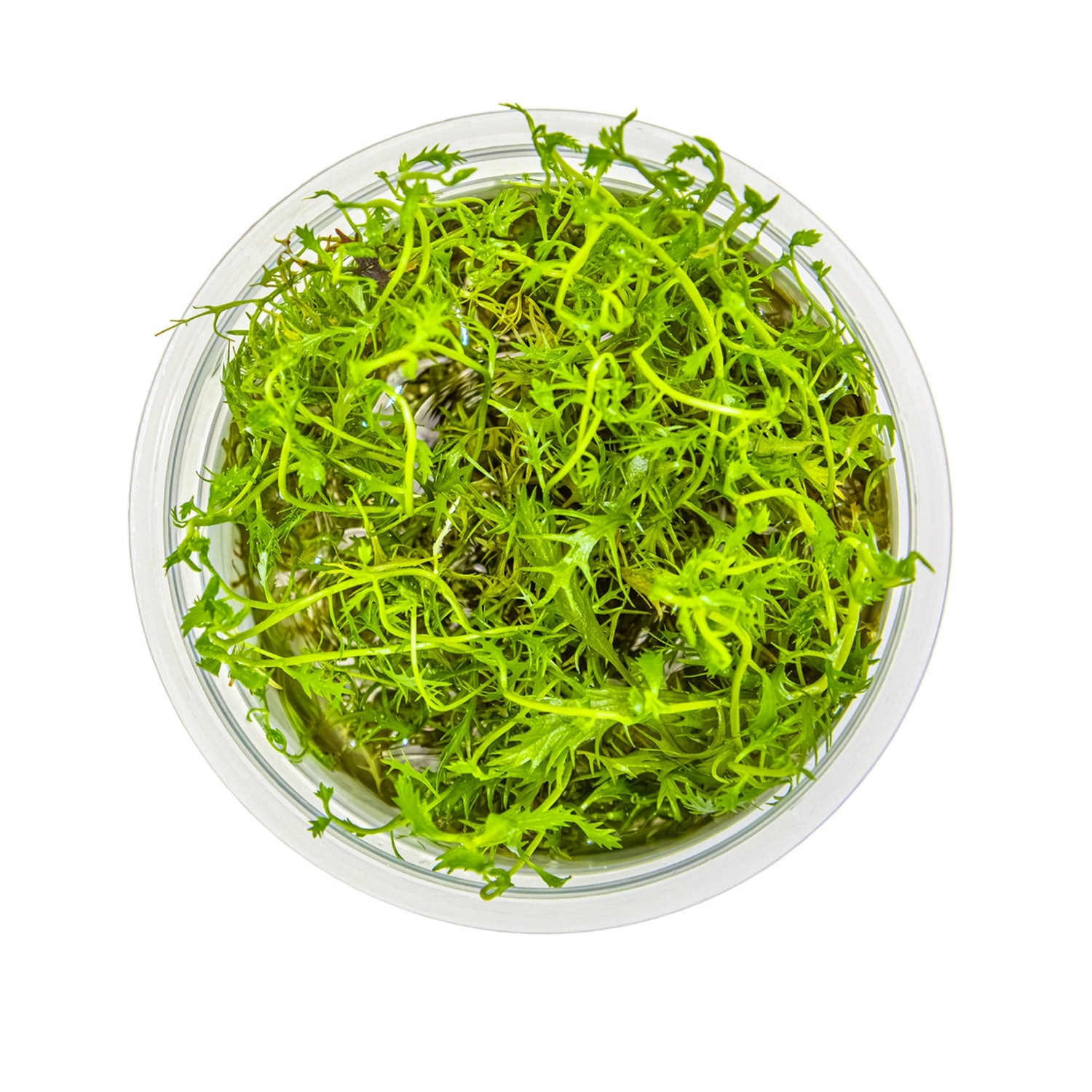 Tropica Proserpinaca palustris Cuba 1-2-GROW!