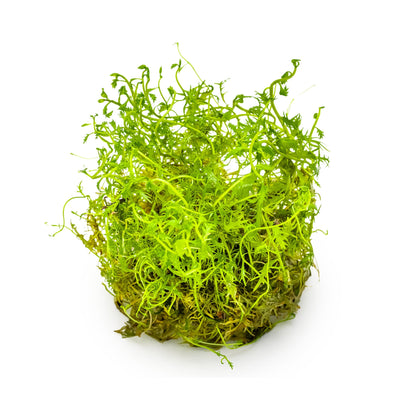 Tropica Proserpinaca palustris Cuba 1-2-GROW!