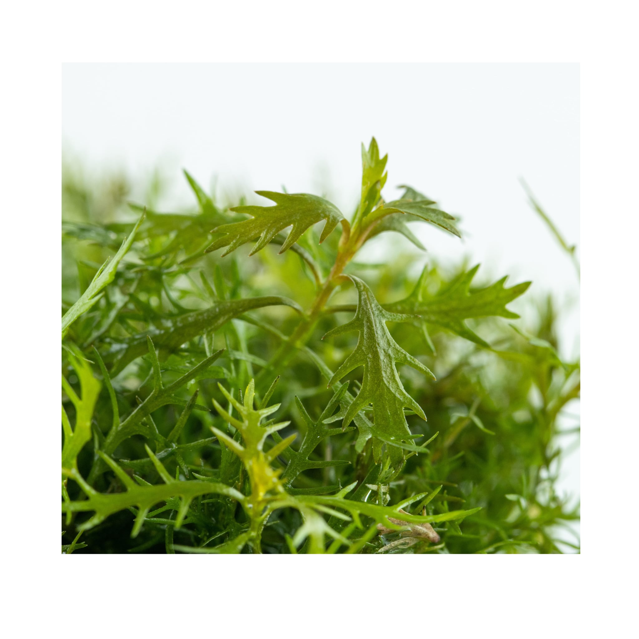 Tropica Proserpinaca palustris Cuba 1-2-GROW!