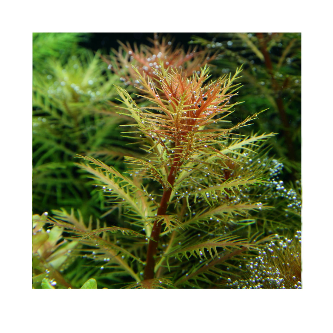 Tropica Proserpinaca palustris Cuba 1-2-GROW!